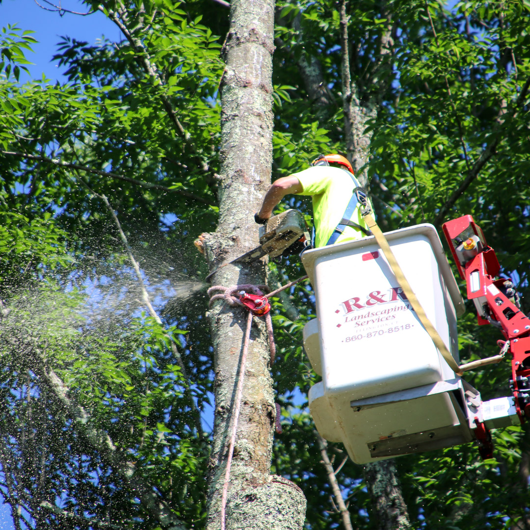 Emergency tree removal in Hartford & East Windsor, CT