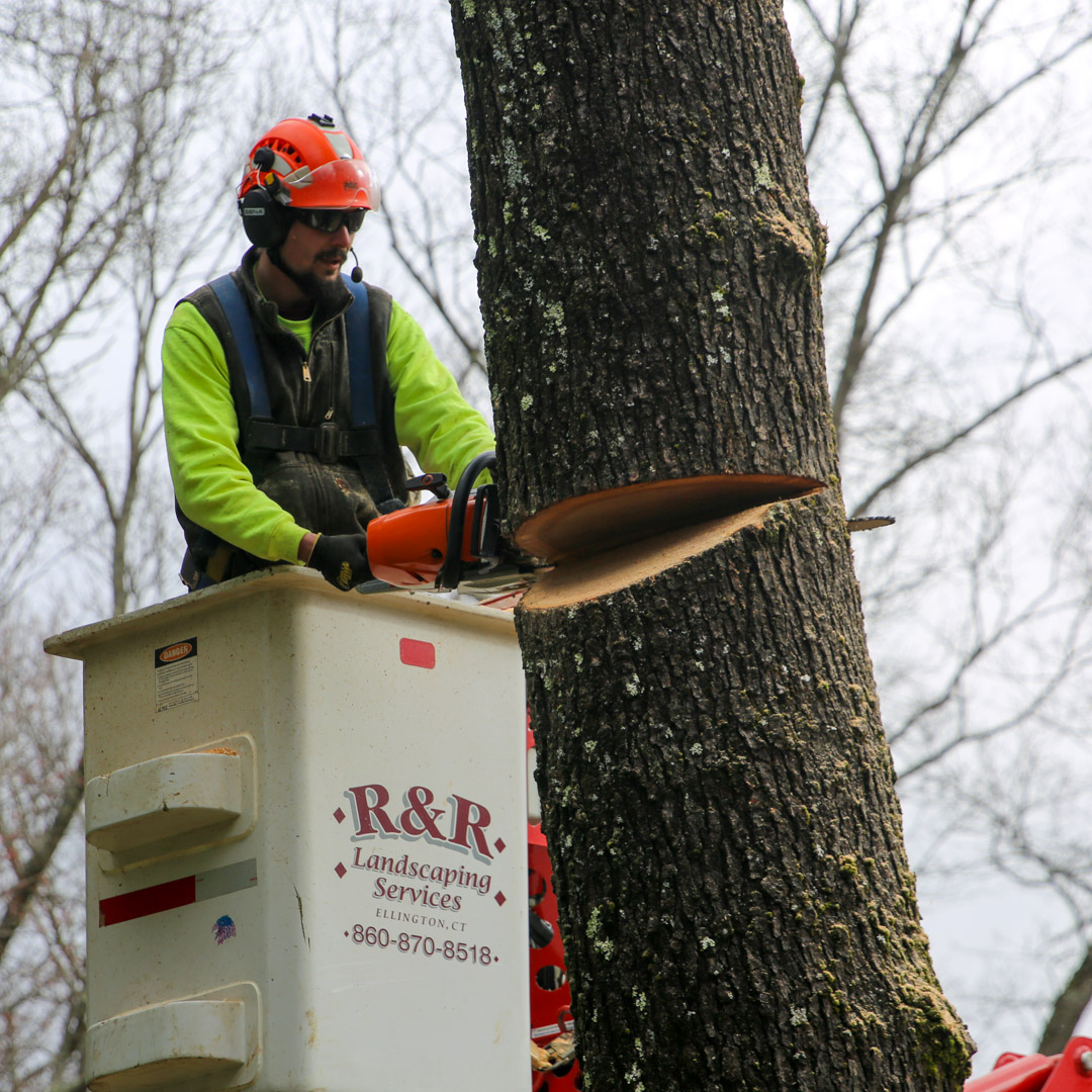 24/7 emergency tree removal service in Coventry & Vernon, CT