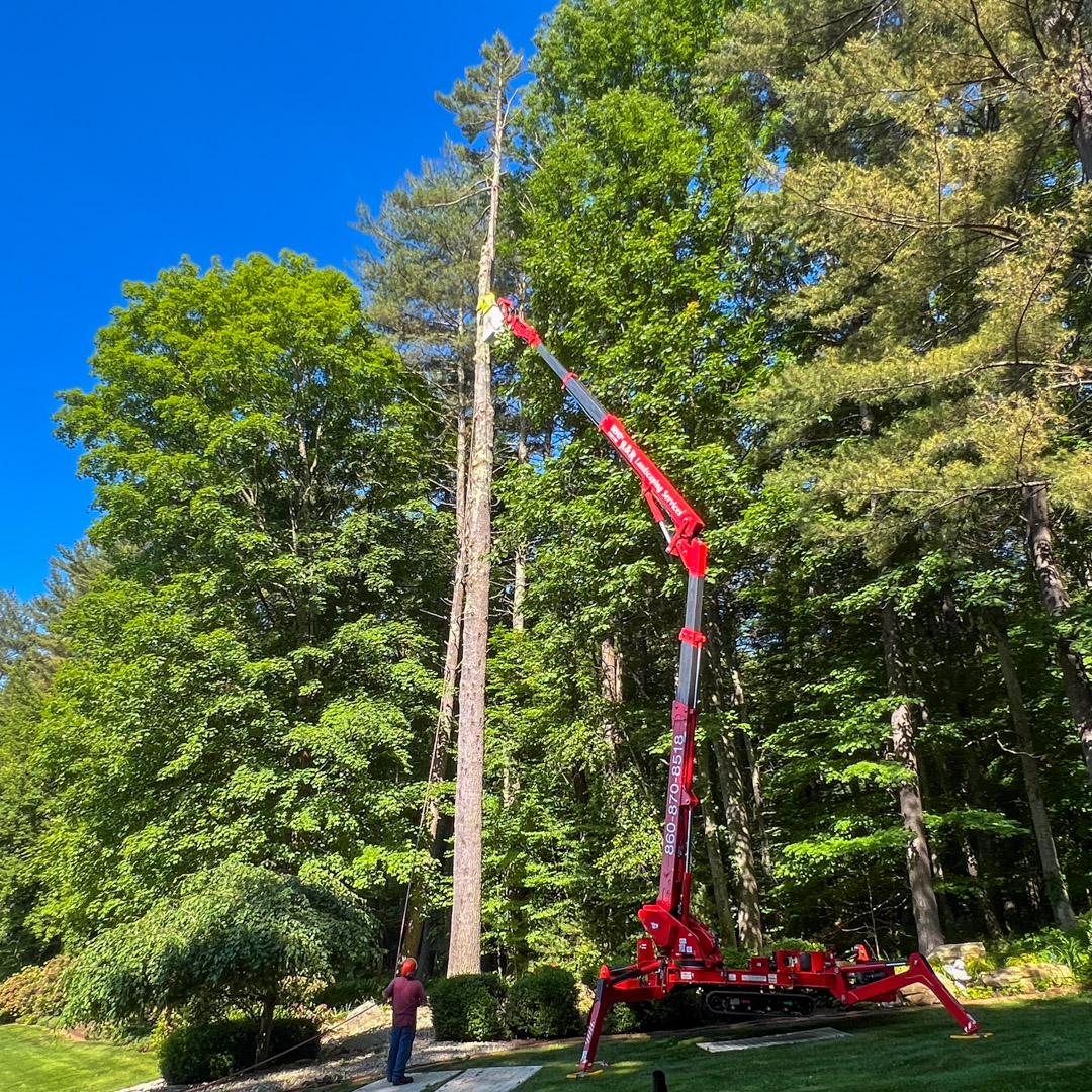 Quality tree removal service in Manchester & Tolland, CT