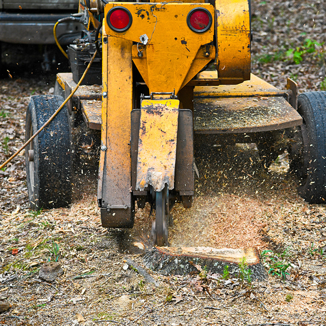 Tree stump grinding and excavation in Manchester & Bolton, CT