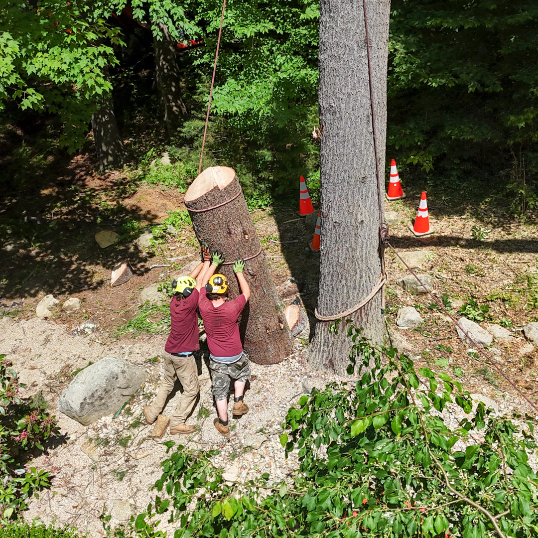 Tree removal in Bolton & Enfield, CT