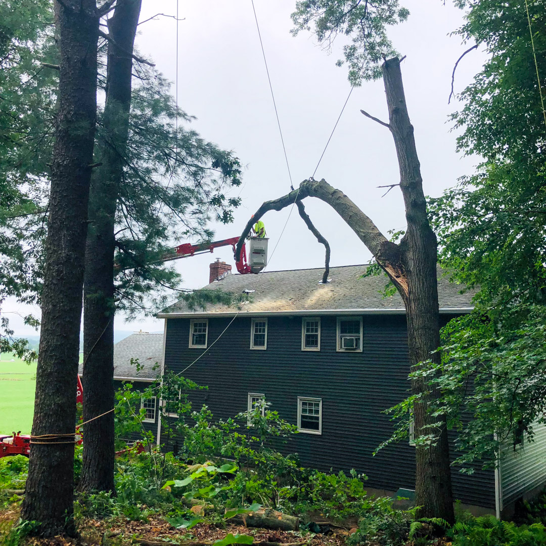 Emergency storm cleanup in Stafford & South Windsor, CT